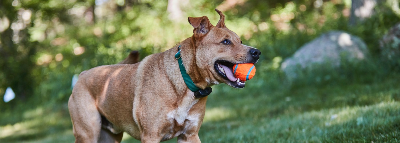 DogWatch of Delaware, Newark, Delaware | ProFenceX™ Slider Image